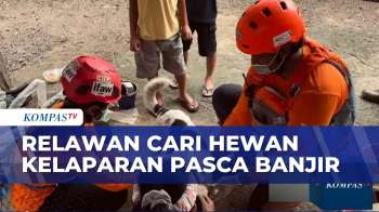 Momen Relawan Animal Rescue Tolong Hewan Terdampak Bencana Di Agam | KOMPAS PETANG