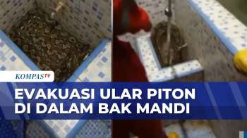 Mengerikan! Ular Piton 4 Meter di Dalam Bak Mandi Dievakuasi