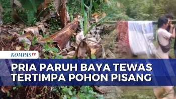 Pria Di Buton Meninggal Tertimpa 3 Batang Pohon Pisang Di Kebun | KOMPAS SIANG