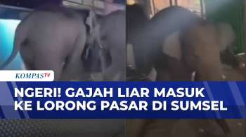 Penampakan Gajah Liar Masuk ke Pasar, BKSDA Pastikan Kedua Gajah Sudah Kembali ke Habitat