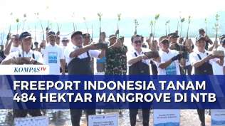 freeport-indonesia-tanam-484-hektar-mangrove-di-ntb-dukung-restorasi-ekosistem-pesisir-nasional