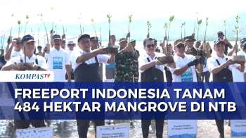 Freeport Indonesia Tanam 484 Hektar Mangrove Di NTB, Dukung Restorasi Ekosistem Pesisir Nasional