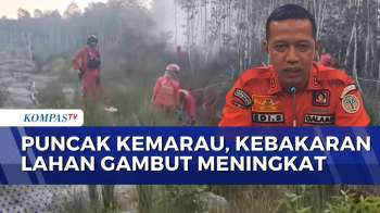 Lahan Gambut Di OKI Padam, BMKG Waspadai Peningkatan Risiko Karhutla Saat Musim Kemarau | SAPA MALAM