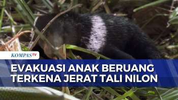 Anak Beruang Madu Terjerat Tali Nilon Di Pasaman, BKSDA Evakuasi Dengan 3 Kali Pembiusan