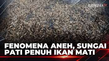 [FULL] Ikan Mati Berserakan Di Sungai Juwana Yang Mengering, Dampak Kemarau Di Pati | KOMPAS PETANG