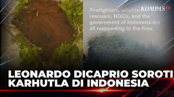 Leonardo DiCaprio Soroti Karhutla Di Indonesia, Sebut 800 Ribu Hektare Hutan Terbakar |KOMPAS PETANG