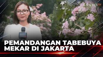Tabebuya Bermekaran Di Cikini, Sakura Brasil Warnai Pemandangan Jakarta | SAPA PAGI