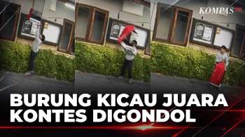Cucak Hijau Juara Kontes Dicuri, Aksi Maling Terekam CCTV Di Surabaya | SAPA SIANG