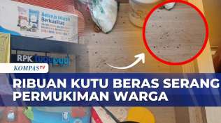 ribuan-kutu-beras-serang-permukiman-warga-karawang-bulog-lakukan-pengendalian-hama-kompas-siang