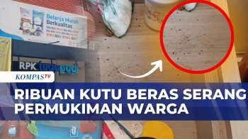 Ribuan Kutu Beras Serang Permukiman Warga Karawang, Bulog Lakukan Pengendalian Hama | KOMPAS SIANG