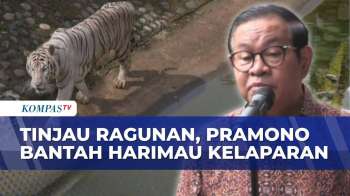Tinjau  Taman Margasatwa Ragunan, Pramono Bantah Ada Harimau Kelaparan