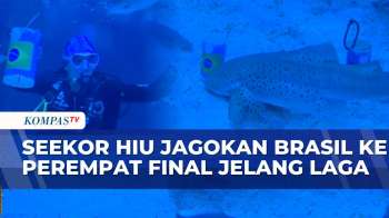 Seekor Hiu Macan Tutul Prediksi Brasil Menang Atas Norwegia Pada Babak 16 Besar Piala Dunia 2026
