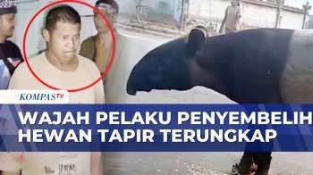 Wajah Pelaku Penyembelihan Tapir Satwa Dilindungi Terungkap, Empat Orang Ditangkap | BORGOL