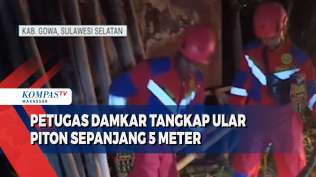 petugas-damkar-tangkap-ular-piton-sepanjang-5-meter