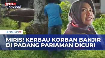 Miris! Ternak Milik Korban Banjir Padang Pariaman Dicuri Saat Bencana Melanda