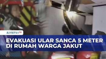 Usaha Damkar Evakuasi Ular Sanca 5 Meter dari Rumah Warga Sunter Jakarta