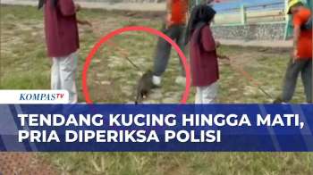 Sadis! Pria di Blora Tendang Kucing hingga Tewas, Polisi Selidiki Kasus Kekerasan Hewan | BERUT