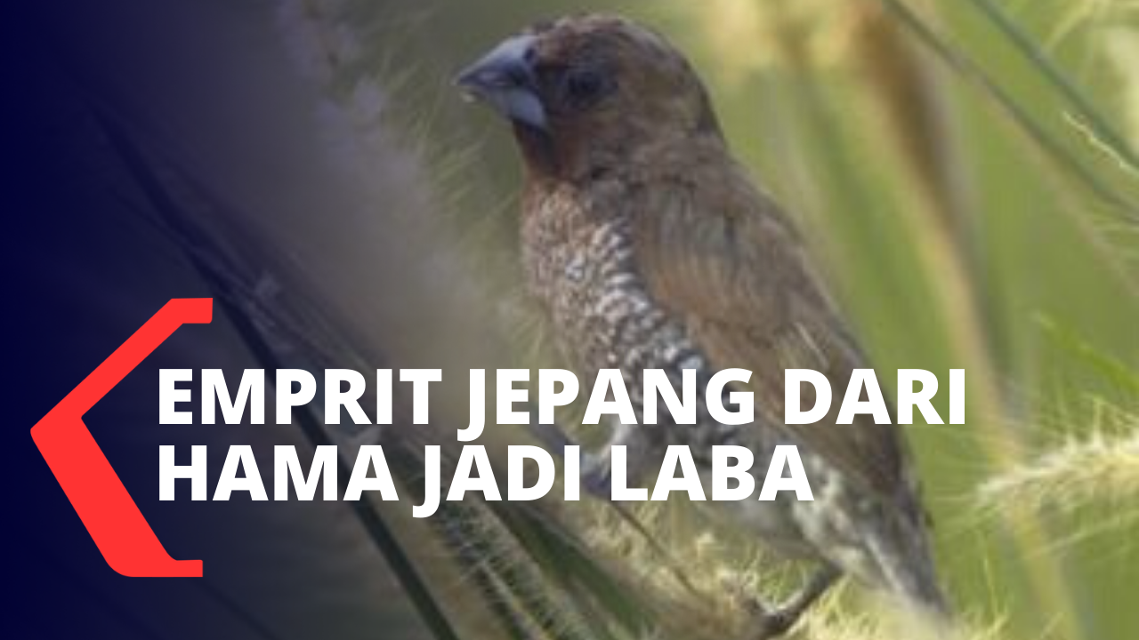 Meraup Laba Dari Budidaya Burung Pipit Jepang