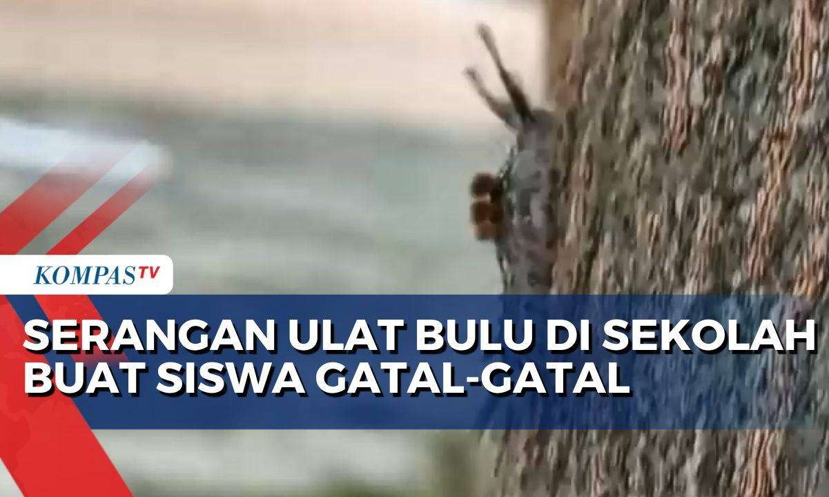 Serangan Ulat Bulu di SD Madiun, Petugas Pemadam Kebakaran Turun Tangan