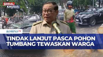 Pasca Insiden Pohon Tumbang Di Pondok Indah, Pemprov DKI Akan Pasang Penyangga Dan Tebang Pohon Tua