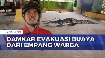 Buaya Sepanjang 2 Meter Masuk Empang Warga, Damkar Tangsel Lakukan Evakuasi | KOMPAS PETANG