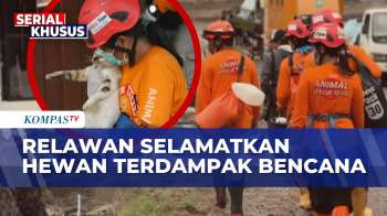 Animal Rescue Beraksi Di Agam! Potret Relawan Selamatkan Hewan Terdampak Bencana