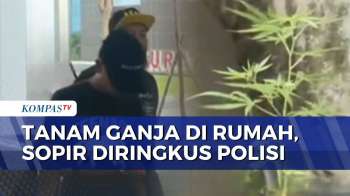 Tanam Ganja Di Rumah Untuk Konsumsi Sendiri, Sopir Mobil SPPG Di Surakarta Ditangkap | BORGOL