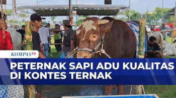 Antusias Peternak Sapi Di Kediri Ikuti Kontes Ternak Adu Kualitas