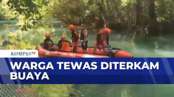 Tim SAR Temukan Jasad Warga Kupang yang Tewas Diterkam Buaya di Sungai