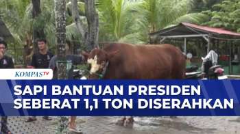 Sapi Limosin Bantuan Dari Presiden Prabowo Diserahkan Untuk Warga Di Gorontalo | KOMPAS PETANG