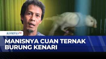 Berawal Dari Hobi, Peternak Burung Kenari Di Bandung Raup Omzet Hingga Rp20 Juta Per Bulan