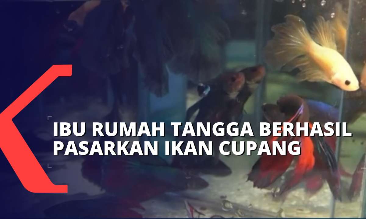 Beromzet Rp 7-8 Juta Per Minggu, Ibu Rumah Tangga di Jember Raup Cuan dari Budidaya Ikan Cupang