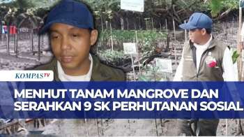 Momen Menhut Raja Juli  Tanam Mangrove Dan Serahkan 9 SK Perhutanan Sosial