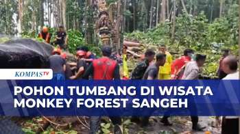 Terjangan Puting Beliung Buat Pohon Tumbang Di Wisata Monkey Forest Sangeh, 1 Orang Meninggal