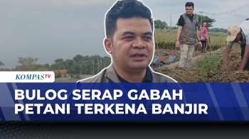 Bulog Karawang Serap Gabah Petani Korban Banjir Jelang Ramadan | KOMPAS SIANG