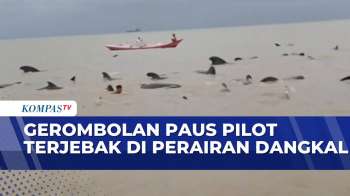 Kawanan Paus Pilot Terdampar Di Perairan Dangkal Di NTT | KOMPAS SIANG