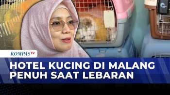 Jelang Lebaran, Hotel Kucing Di Malang Penuh-Titipan Capai 175 Ekor | KOMPAS PAGI