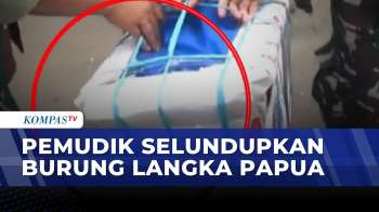 Petugas Amankan Burung Dilindungi Di Pelabuhan Tanjung Perak, 2 Ekor Ditemukan Mati