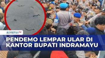 Demo di Indramayu Ricuh, Saling Dorong Massa dan Aparat hingga Lempar Ular di Depan Kantor Bupati