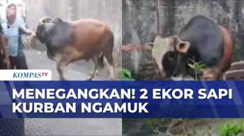 Panik! Insiden 2 Ekor Sapi di Kebon Jeruk Ngamuk | KOMPAS PETANG