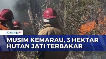 3 Hektar Hutan Jati Di Kulon Progo Terbakar, Kemarau Mempercepat Penyebaran Titik Api