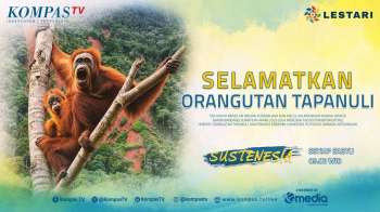Selamatkan Orangutan Tapanuli | SUSTENESIA