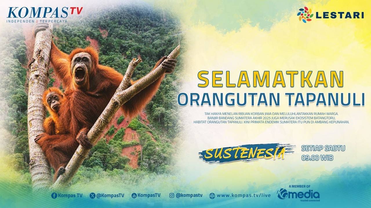 Selamatkan Orangutan Tapanuli | SUSTENESIA