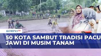 Tradisi Pacu Jawi Kembali Digelar di Lima Puluh Kota Sambut Musim Tanam | BERUT