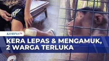 Beruk Sumatera Lepas Dari Kandang, Mengamuk Dan Lukai Dua Warga Di Gunungkidul | SAPA SIANG