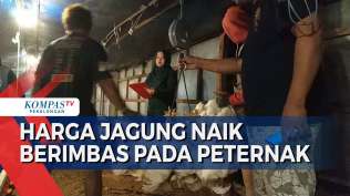 kenaikan-harga-jagung-berpengaruh-pada-peternak-ayam-dikhawatirkan-harga-daging-ayam-melambung