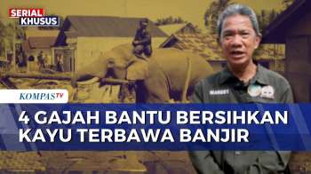 BKSDA Aceh Soal Kerahkan 4 Gajah Untuk Bantu Bersihkan Kayu Terbawa Banjir Bandang | KOMPAS PETANG