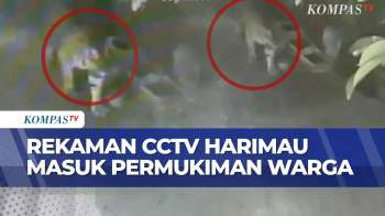 Harimau Sumatera Terekam CCTV Masuk Permukiman, Terkam Kucing Dan Ternak Warga