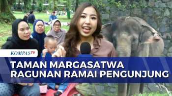 Libur Hari Raya Waisak, Warga Piknik Di Taman Margasatwa Ragunan | KOMPAS SIANG