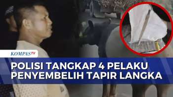 Begini Tampang Pelaku Penyembelih Tapir Langka, 4 Orang Ditangkap dan 2 Masih Diburu!